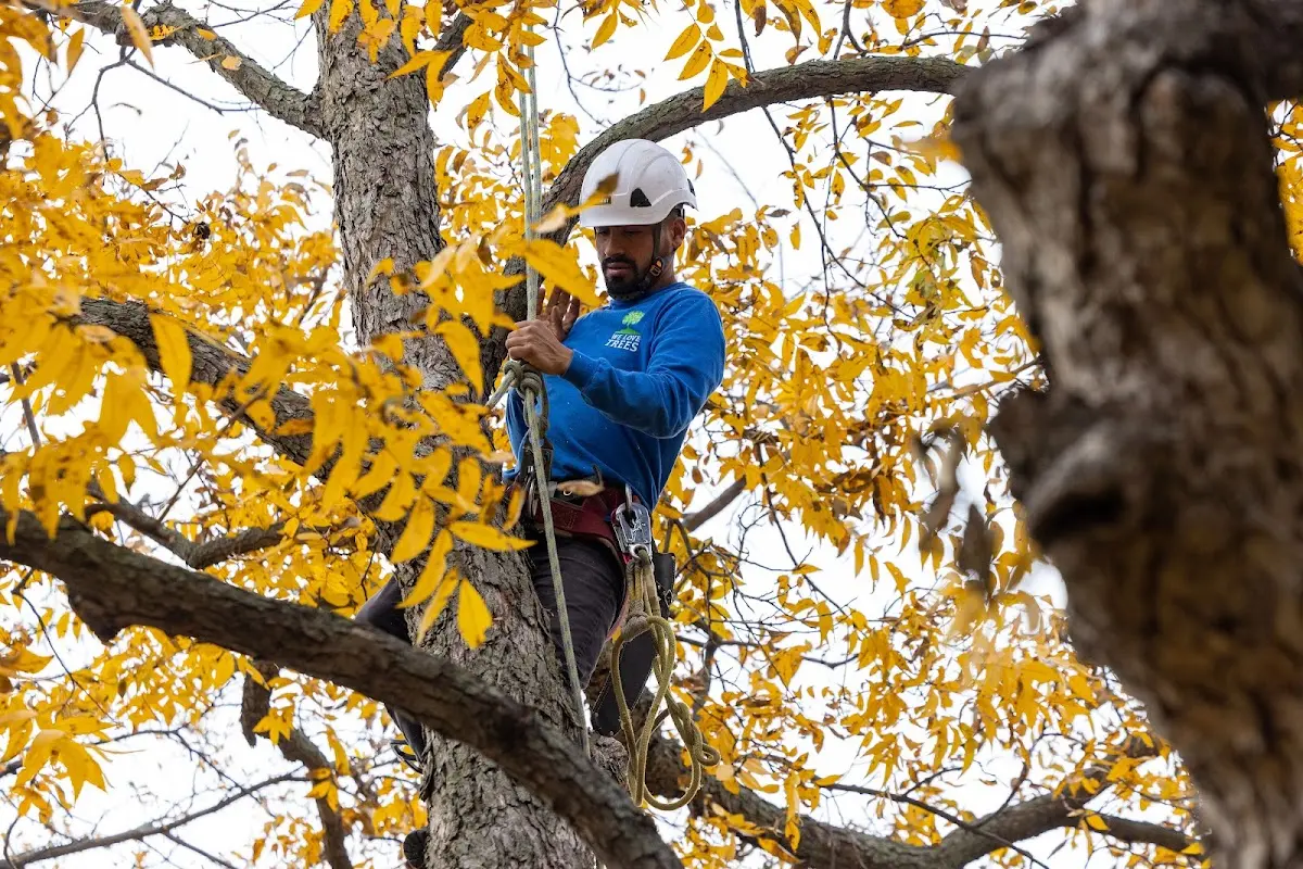 Skilled Tree Pruning crew working in Marietta