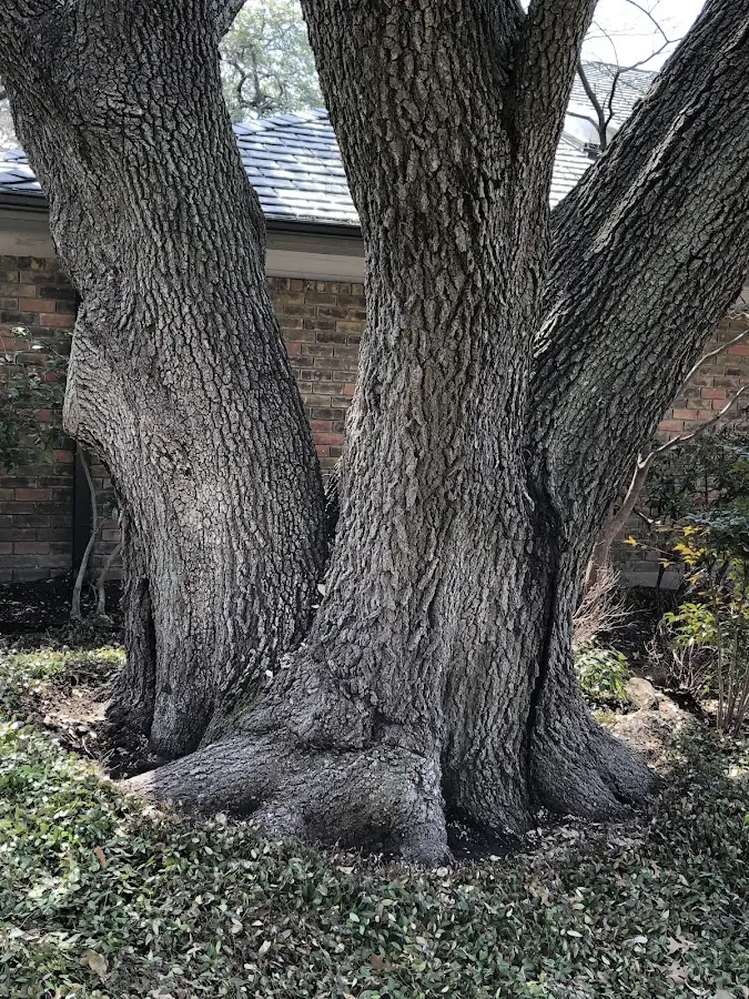 Mature heritage tree close to a Marietta property cared for by certified arborists